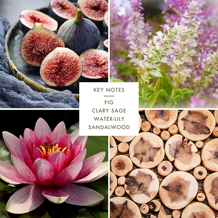 OLFAC3 Perfume: Borneo EDP