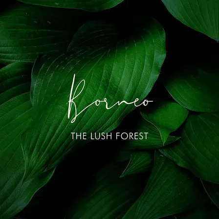 OLFAC3 Perfume: Borneo EDP
